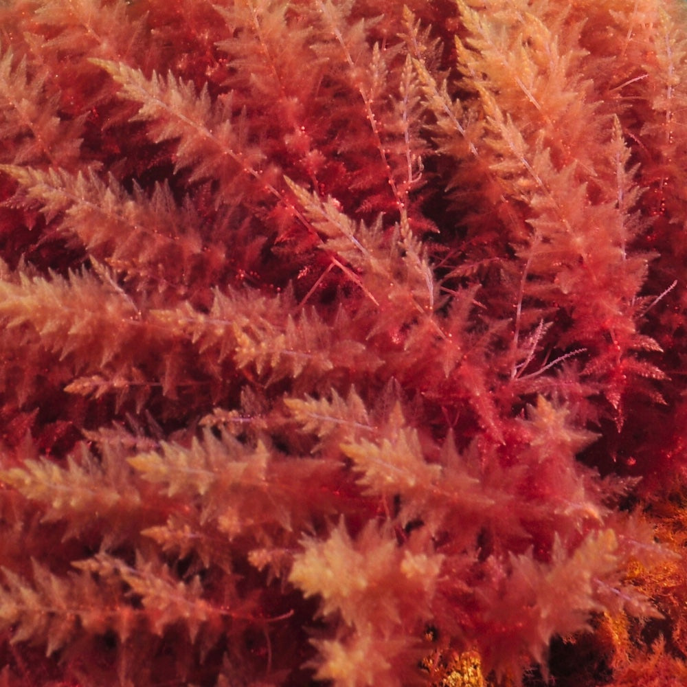 A picture of red algae, a pet safe source of astaxanthin for dogs