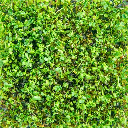 A picture of young broccoli, the source of sulforaphane from broccoli sprouts for dogs