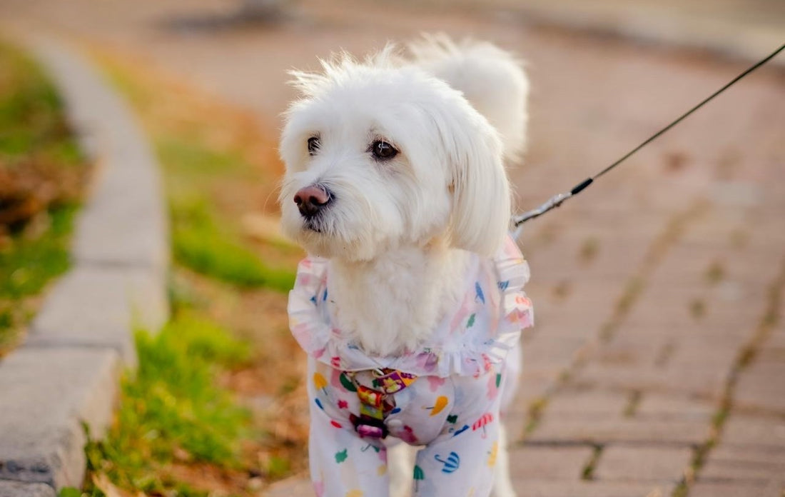 Seeing beautiful photos of pets like this, we can't help but wonder how long do Maltipoo dogs live?