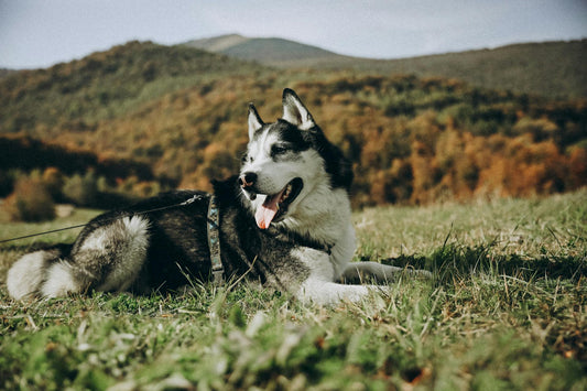 Seeing beautiful photos of pets like this, we can't help but wonder how long do Husky dogs live?