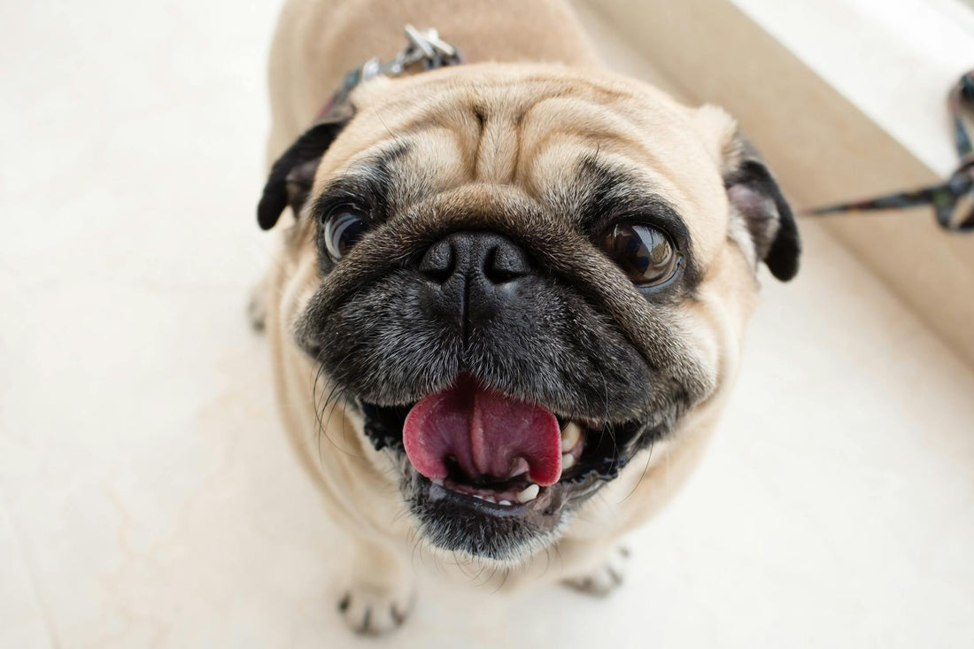 Seeing beautiful photos of pets like this, we can't help but wonder how long do pug dogs live?