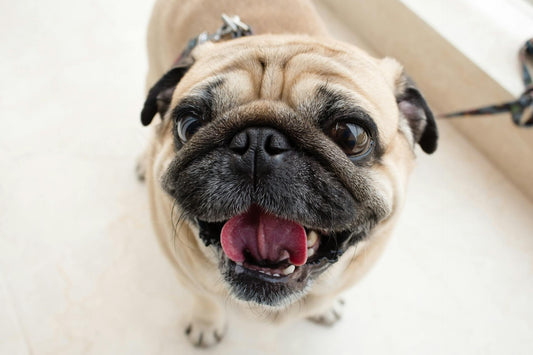 Seeing beautiful photos of pets like this, we can't help but wonder how long do pug dogs live?
