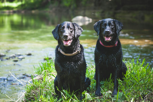 Seeing beautiful photos of pets like this, we can't help but wonder how long do Lab dogs live?