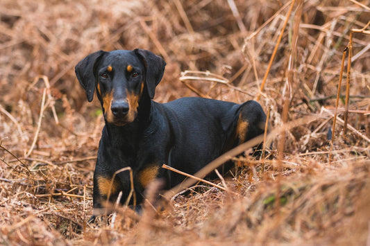 Seeing beautiful photos of pets like this, we can't help but wonder how long do Doberman dogs live?