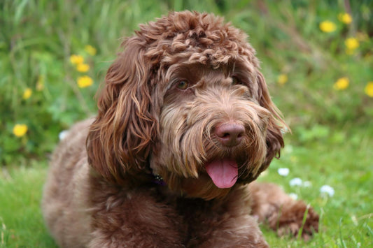Seeing beautiful photos of pets like this, we can't help but wonder how long do Cockapoo dogs live?