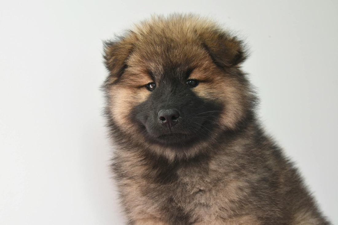 Seeing beautiful photos of pets like this, we can't help but wonder how long do Chow dogs live?