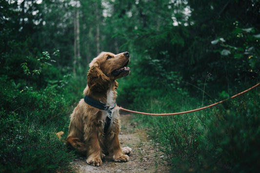 Seeing beautiful photos of pets like this, we can't help but wonder how long do Cocker Spaniel dogs live?