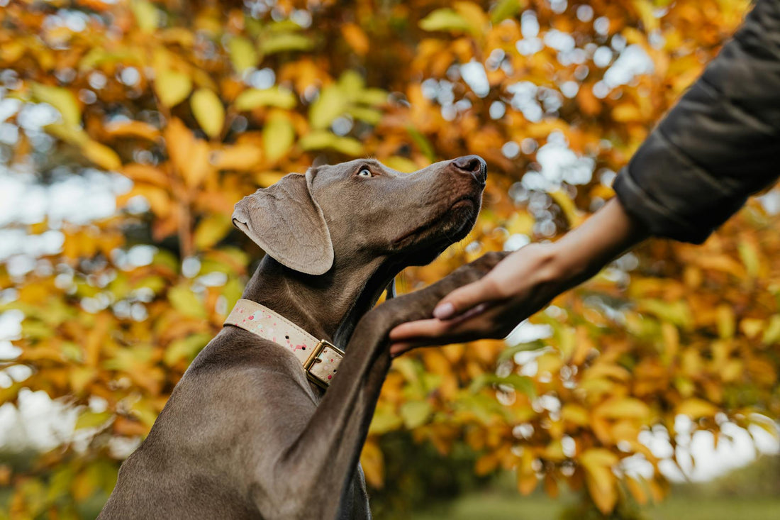 A dog and person teaming up to explore proactive approaches to aging