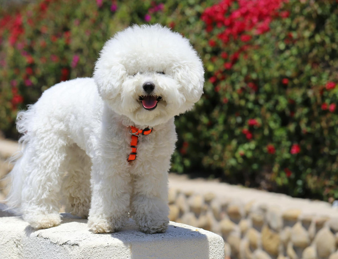 Seeing beautiful photos of pets like this, we can't help but wonder how long do Bichon Frise dogs live?