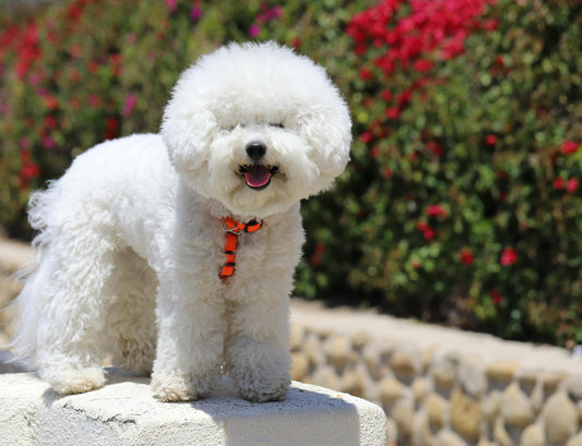 Seeing beautiful photos of pets like this, we can't help but wonder how long do Bichon Frise dogs live?