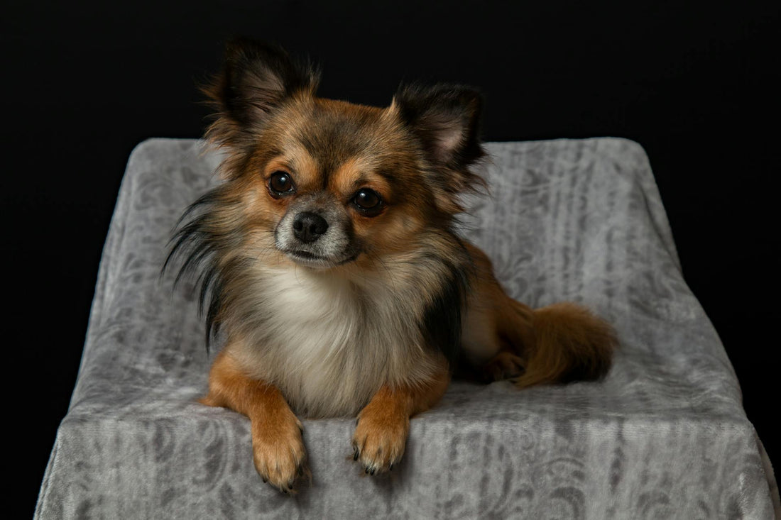 Seeing beautiful photos of pets like this, we can't help but wonder how long do Chihuahua dogs live?