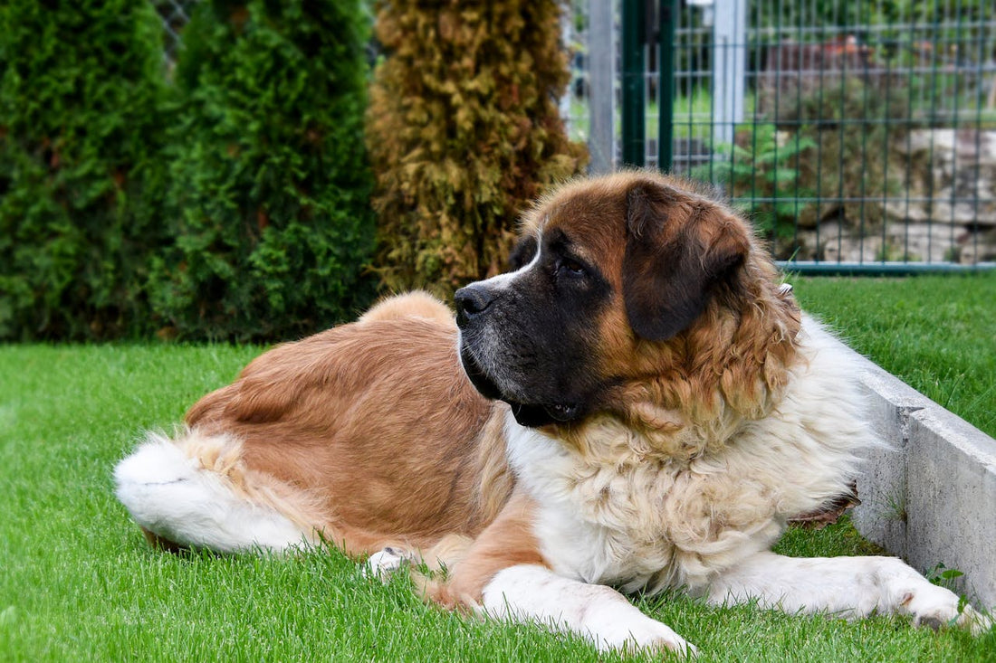 Seeing beautiful photos of pets like this, we can't help but wonder how long do St. Bernard dogs live?