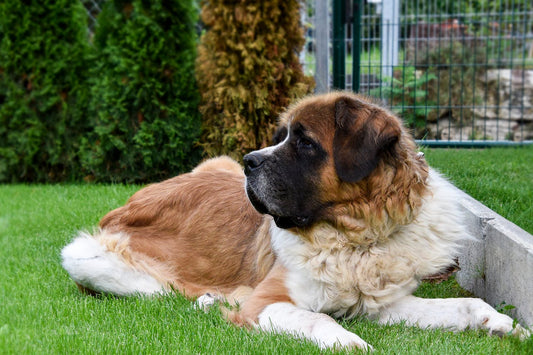 Seeing beautiful photos of pets like this, we can't help but wonder how long do St. Bernard dogs live?