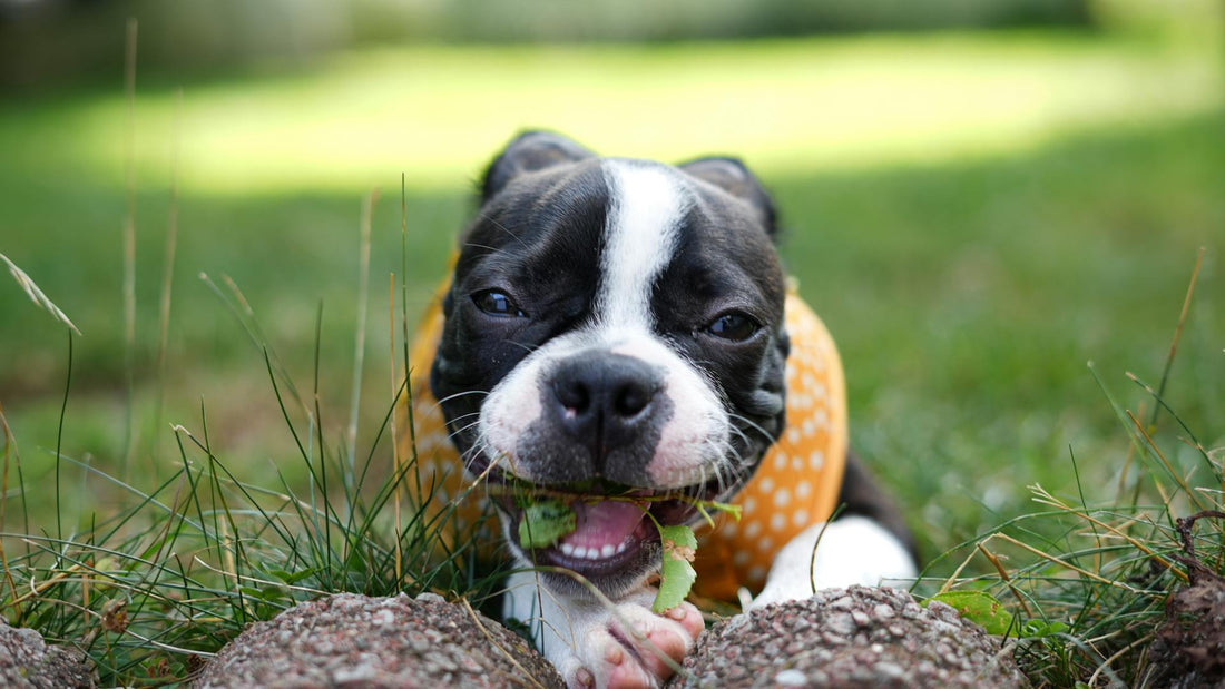 Seeing beautiful photos of pets like this, we can't help but wonder how long do Boston Terrier dogs live?