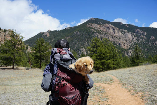 A picture showing active dogs and proactive approaches to maintain healthspan in pets