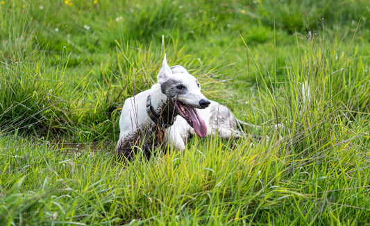 Seeing beautiful photos of pets like this, we can't help but wonder how long do greyhound logs live?