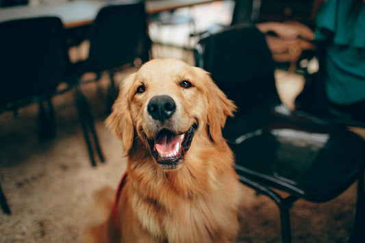 Seeing beautiful photos of pets like this, we can't help but wonder how long do Golden Retrievers dogs live?