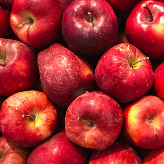 A picture of apples, a source of quercetin for dogs