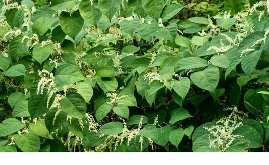 A picture of japanese knotweed, a source of resveratrol for dogs