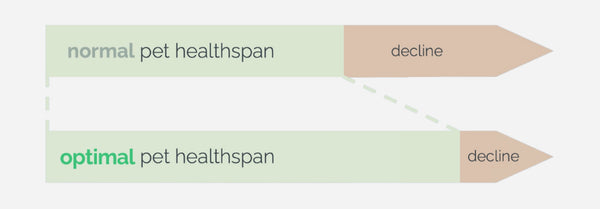 Understanding Longevity in Canine Health