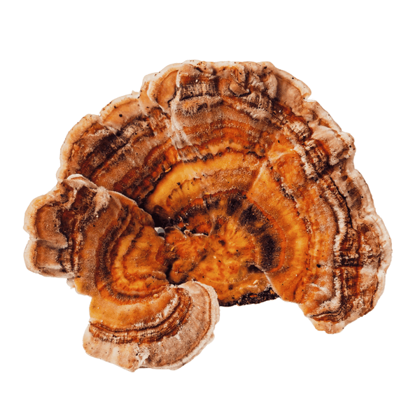 turkey tail